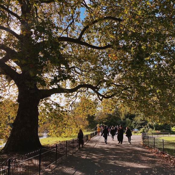 Walkers on a fenced path beneath a huge spreading tree