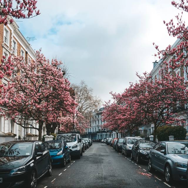 Pink blossom trees over parked cars on a terraced street